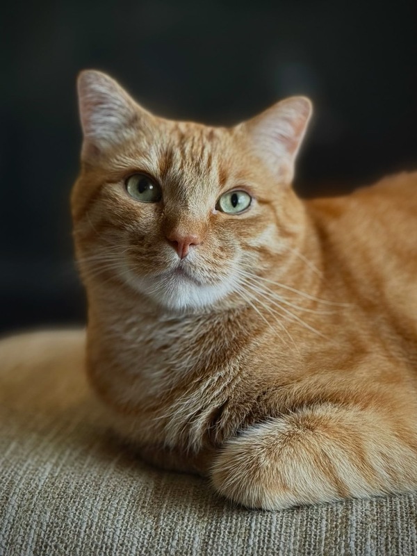 Portrait photo of Scoot the cat